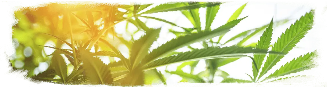 Naturally grown hemp Naturally grown hemp