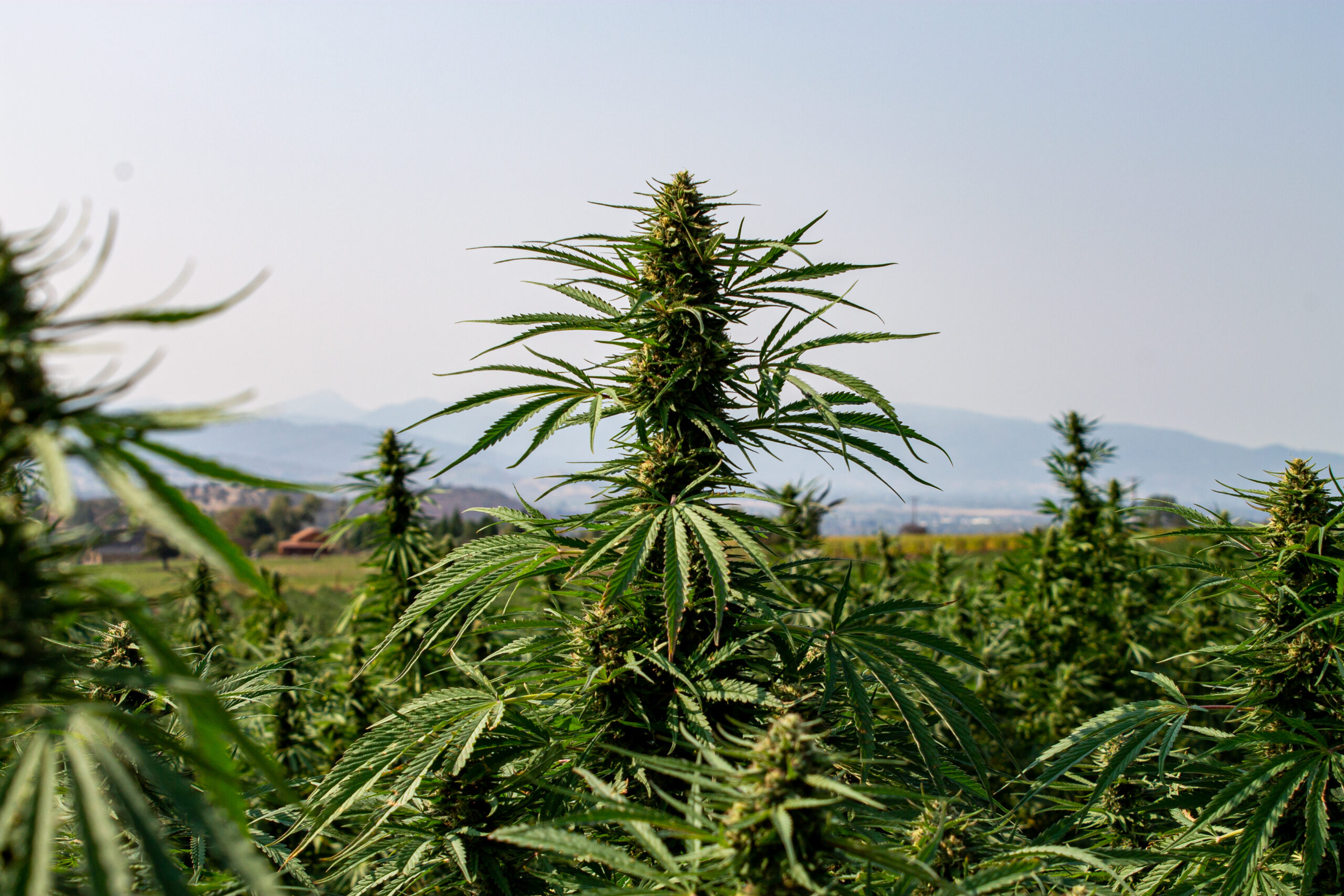 Mature,Hemp,Flower,Cola,Top,With,Green,Leaves,,Farm,And