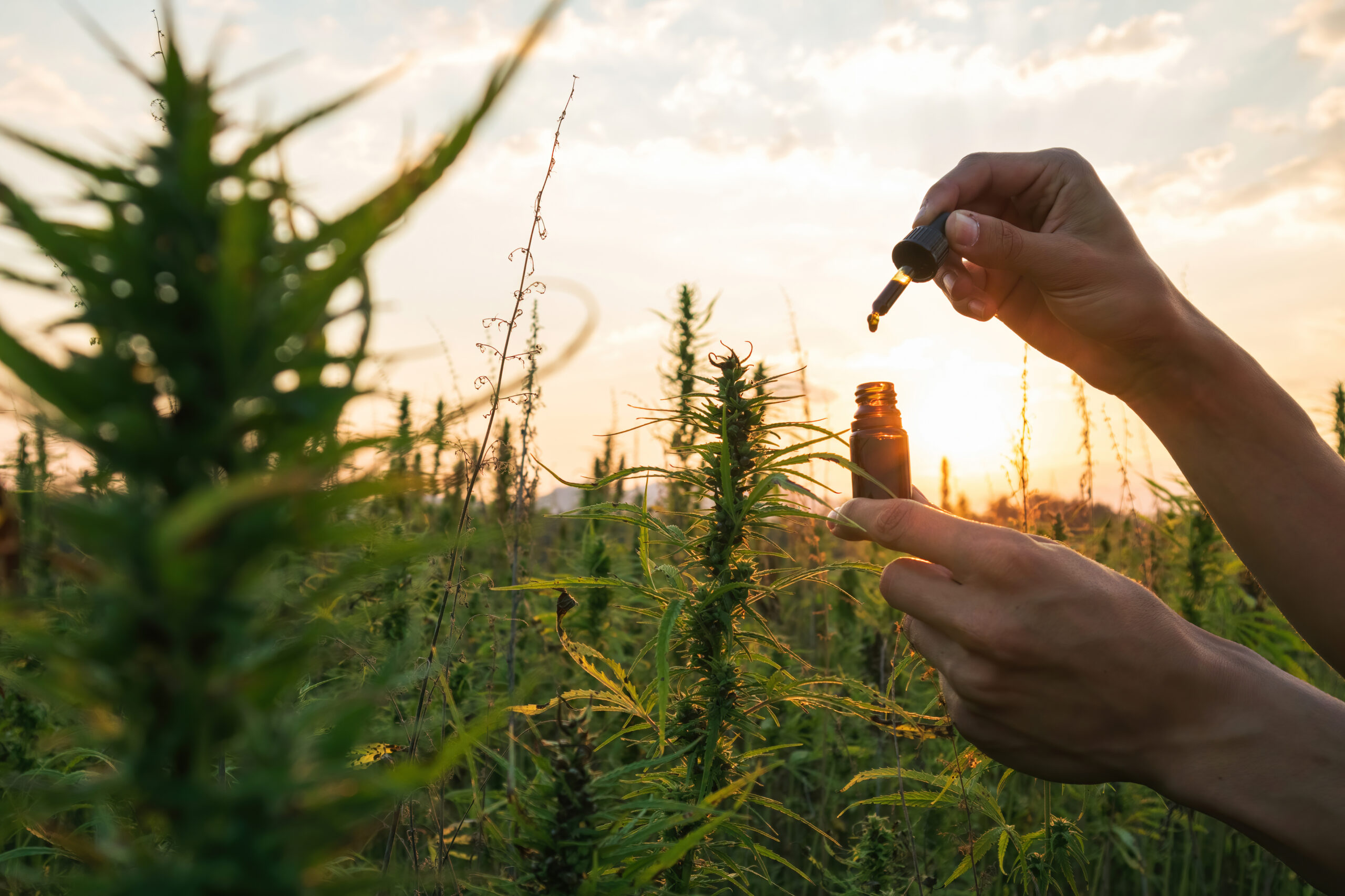 Hemp,Farmer,Holding,Cbd,Oil,Made,Of,Cannabis,Sativa,Plant
