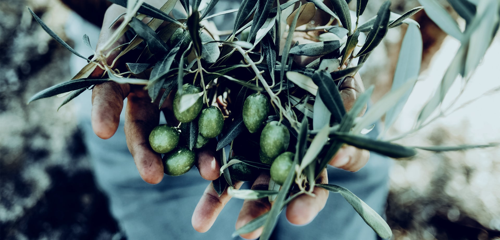 moroccan-hands-olive moroccan olive oil in hands