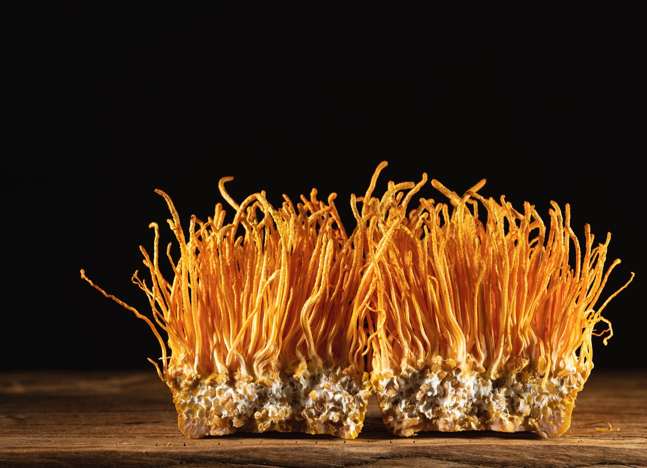 cordyceps 2