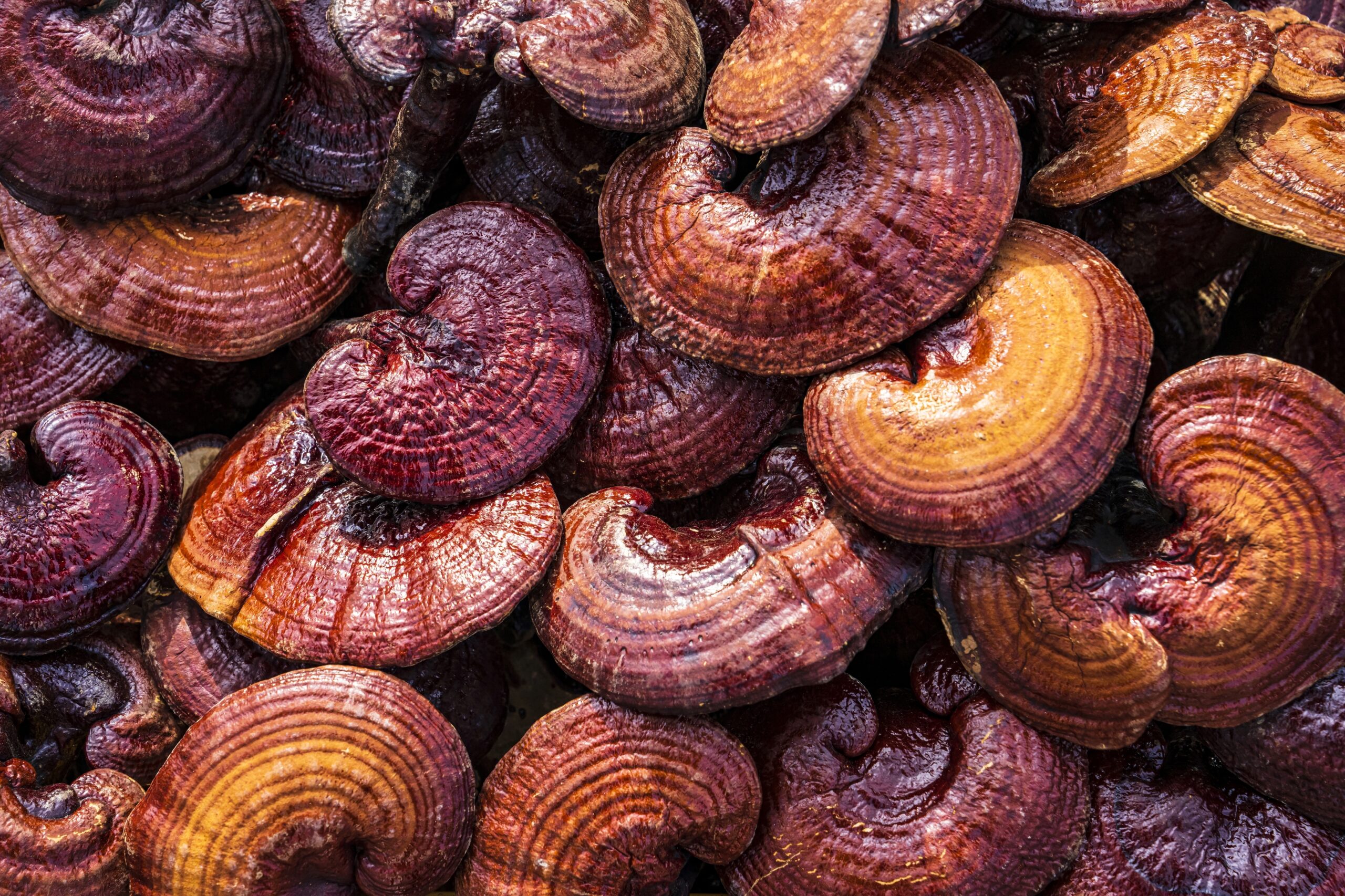 Close,Up,Of,Stacked,Raw,Red,Reishi,Mushroom,At,Moran