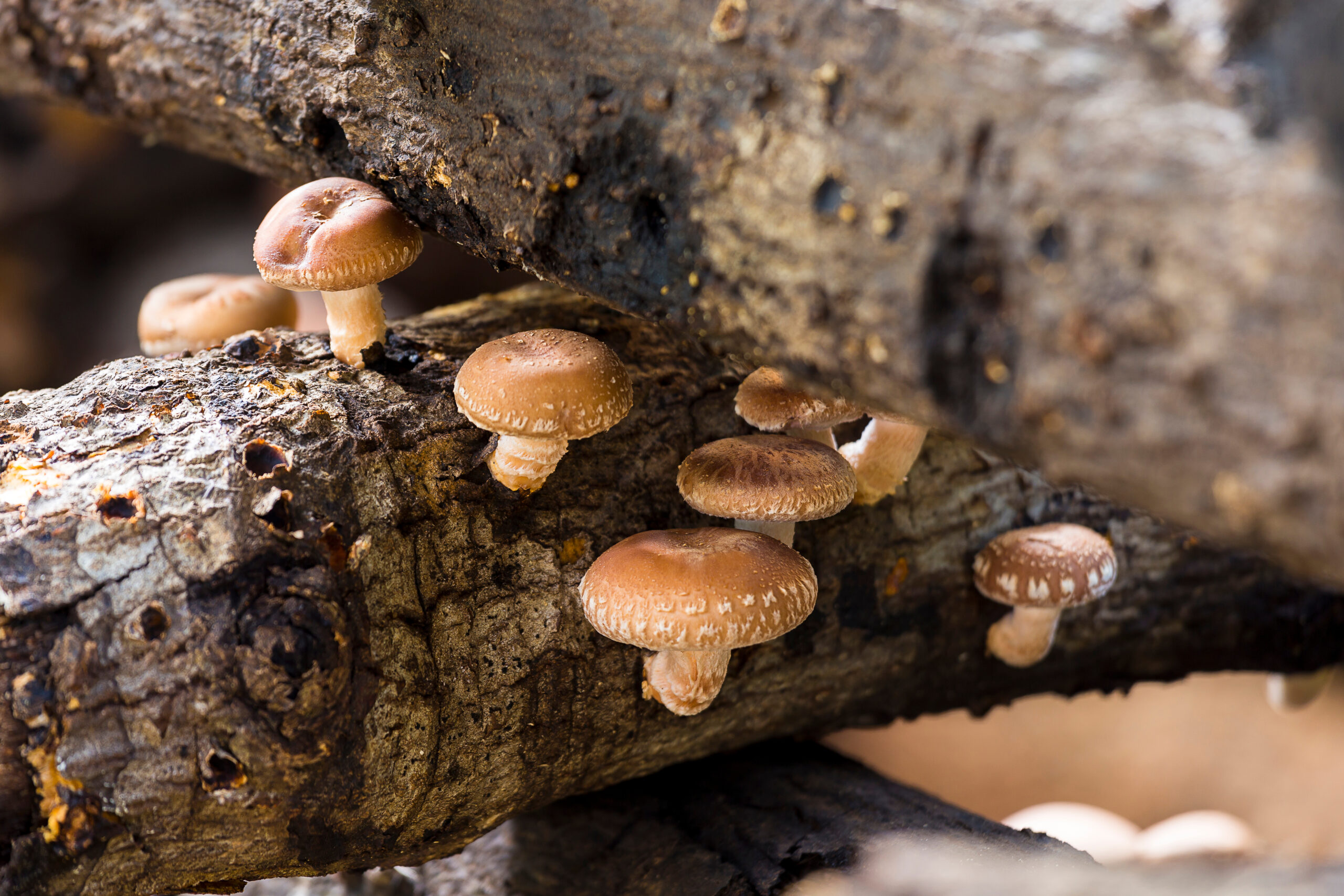 Shiitake,Mushrooms,Growing,In,Logs